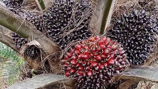 Panen Sawit Si Cebol Buah Super2 Babon..