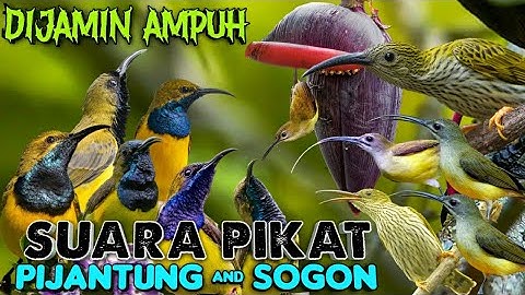 Pikat sogon & Pijantung ribut paling ampuh || SUARA PIKAT AMPUH