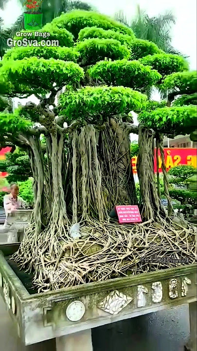 Man Made Aerial Roots ~ Bonsai Tree