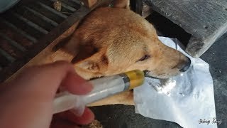 Dog Vaccinations   How to Give a Dog an Injection At Home  The Easy Way by Funny Video Vines 59 views 4 years ago 2 minutes, 12 seconds