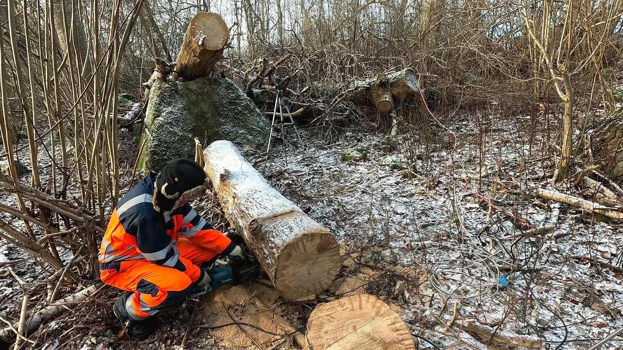 Jeg tager en lille bid mere af den store egestamme. Det er hårdt arbejde.