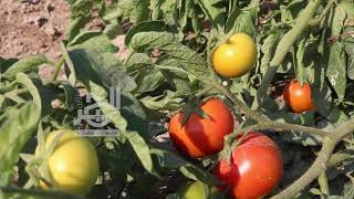 البحرين | المزارع حسين: هذه طريقة زراعة الهالبينو .. وتربة عالي وبوري من الأفضل في البحرين