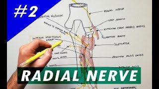 Radial Nerve - part #2 | Anatomy Tutorial