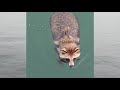 釣りをしていたら溺れそうなタヌキを救助することになっちゃいました I was fishing and ended up rescuing a raccoon dog that was drowning