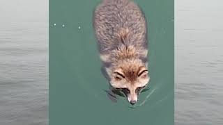 釣りをしていたら溺れそうなタヌキを救助することになっちゃいました I was fishing and ended up rescuing a raccoon dog that was drowning