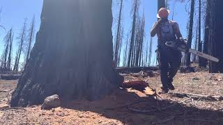 Stihl 500i cutting huge cedar tree