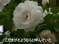 白い花の咲くころ(昭和25年)岡本敦郎