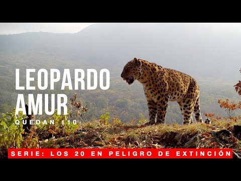 Video: Amur leopard Lejano Oriente: descripción, foto