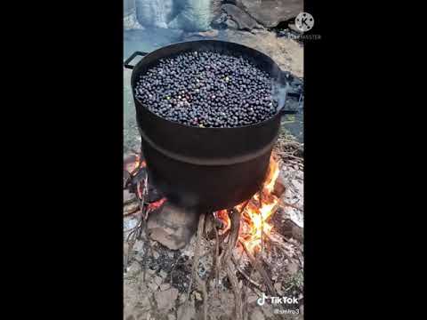 تحضير زيت الزيتون الطريقة القديمة