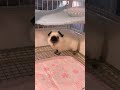 Dog Videos