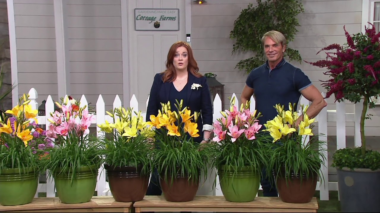 Cottage Farms 6 Piece Summer Perfume Daylily Collection On Qvc