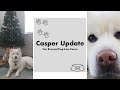 Our Rescued Dog From Korea   l   Casper One Year Update