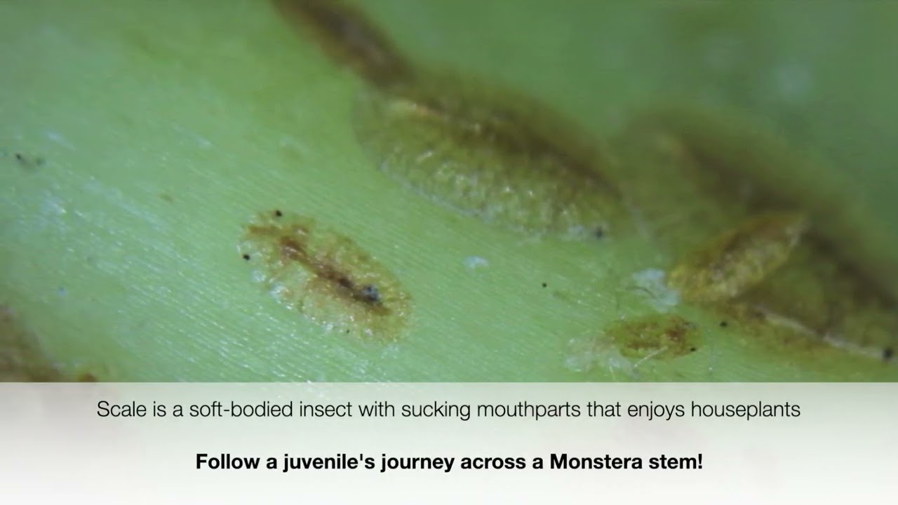 Following Scale Insect Infestation Under the Microscope