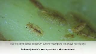 Following Scale Insect Infestation Under the Microscope