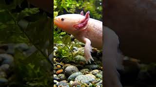 Axolotl, spesies salamander asal Meksiko yang menghabiskan seluruh hidupnya di air. #axolotl #hewan