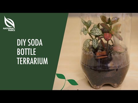 Video: Sodos butelių sodininkystė su vaikais – terariumų kūrimas & Sodamosios iš sodos butelių