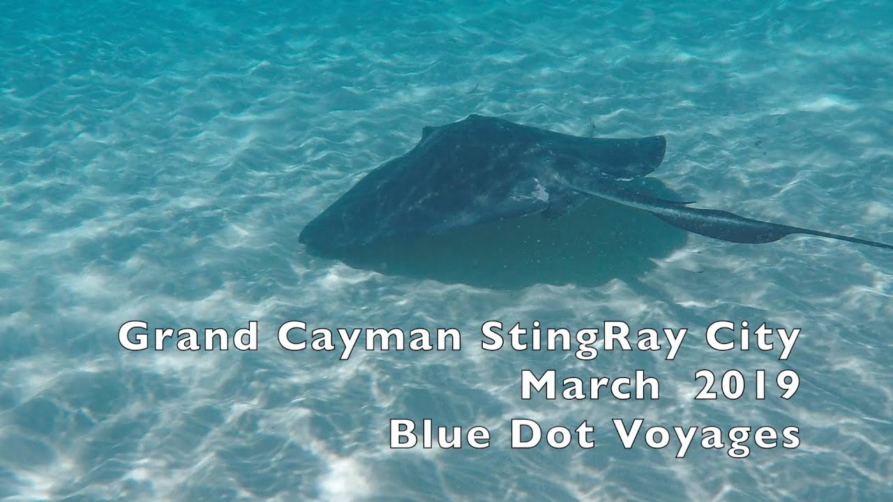 Sailing PILAR experiences Grand Cayman StingRay City | EP23