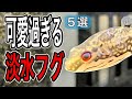 信じられない可愛さ 淡水で飼えるフグ5選【淡水魚 アクアリウム】