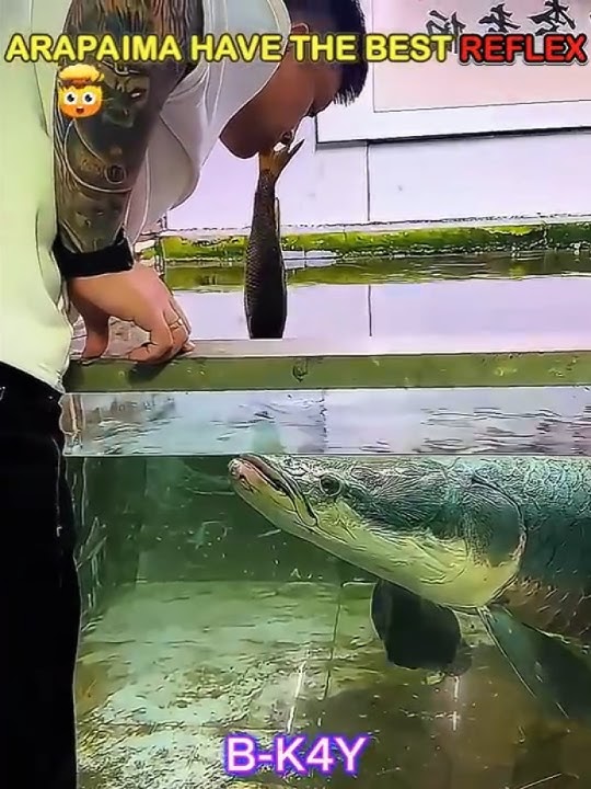 Arapaima Reflex🐟vs This💀 #shorts #reflexes #arapaima #cat #trolledit #viral #foryou #fyp #phonk #us
