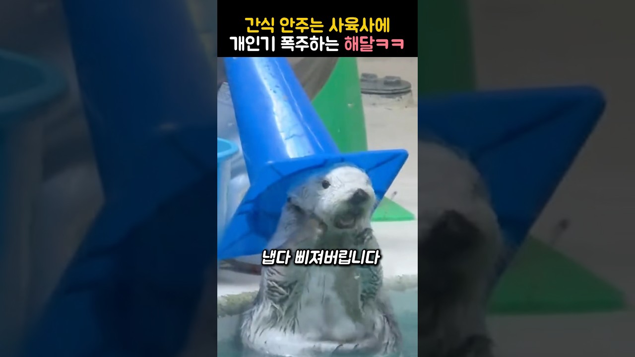 할 수있는 개인기 다 해보는 해달 #해달 #동물 #아쿠아리움 #귀여운동물 #보노보노