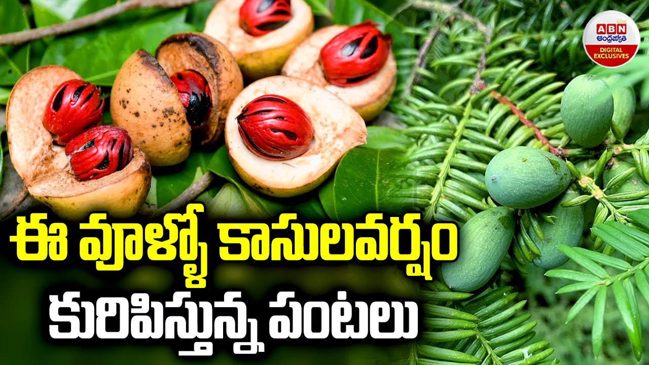 Japatri Cultivation ఈ ఊళ్ళో కాసుల వర్షం కురిపిస్తున్న పంటలు Nutmeg