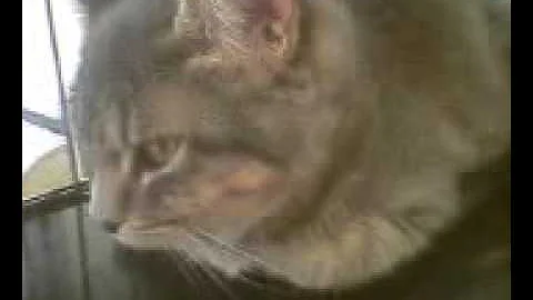 Video 1299541: blue silver tabby, manx, longing