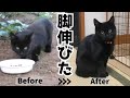 【保護猫】脚の長さが物語る野良猫の厳しい生活【感謝】