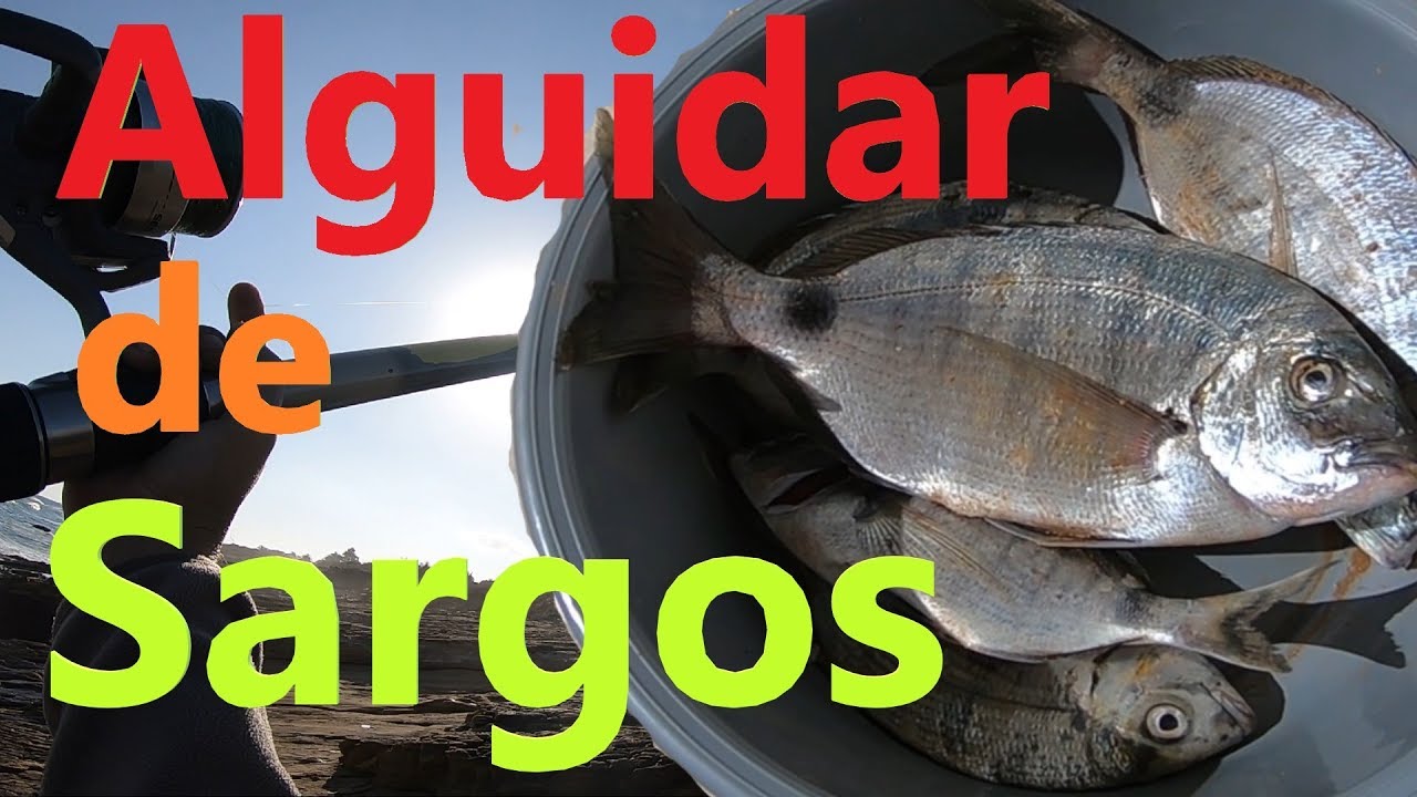 Pesca da rocha ao Sargo na Praia da Luz, Lagos, Algarve - Cliff Casting for seabream