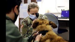 Veterinary Corps mission