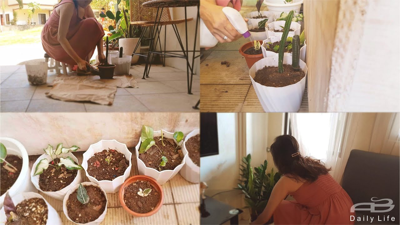 8 Plant Care Routine ☘️ Homemade Fertilizer Compost Repotting