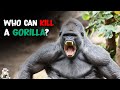 6 animaux qui pourraient vaincre un gorille