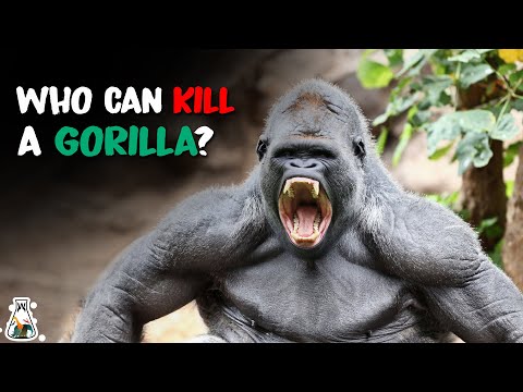 6 Animals That Could Defeat A Gorilla 