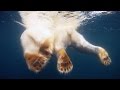 Polar Bear Behavior and Survival