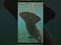 #babymanatee #silverriver #paddlingadventures #paddleboard #exploreflorida #floridasprings