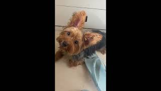 Adorable Yorkie Tilting Head