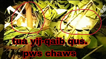 Yos hav zoov tua yij tuas qaib qus pws chaws. 