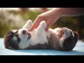 Huskies being dramatic  weird for 8 minutes  funny and cute husky puppies