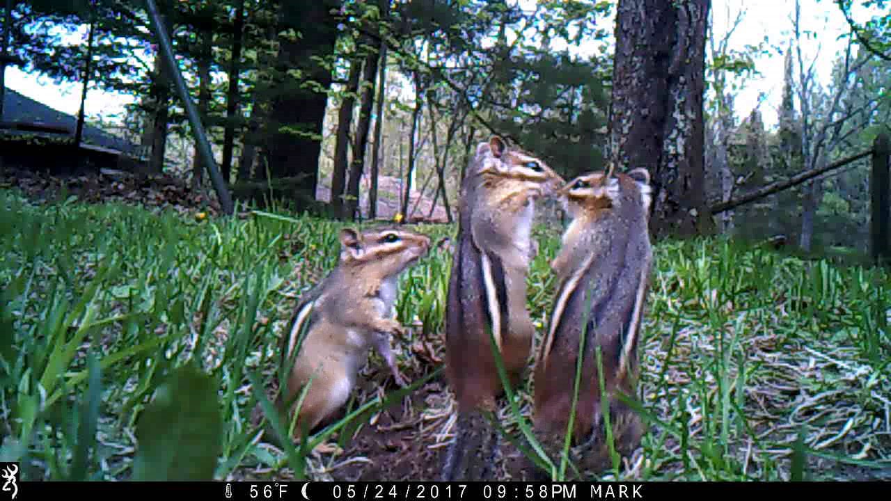 Baby Chipmunks Youtube