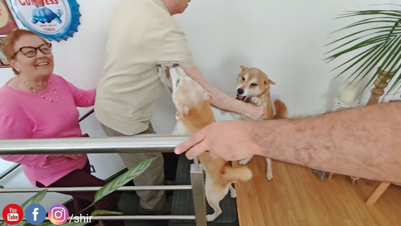 Dogs were ecstatic when my parents came to visit over ️ - YouTube