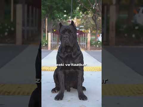 Cane Corso vs Dogo Arjantin