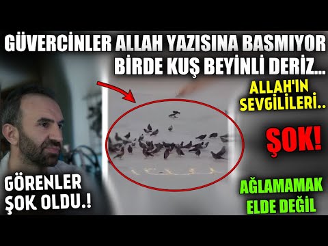 Sübhanallah.! Türkiye'de Yaşanan Mucize.! Güvercinlerin Allah İsmine Saygısı.! Herkes Şok Oldu..!