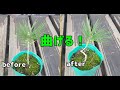 枝分かれした松の樹形づくりに挑戦してみます！ / To create a bonsai