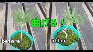 枝分かれした松の樹形づくりに挑戦してみます！ / To create a bonsai