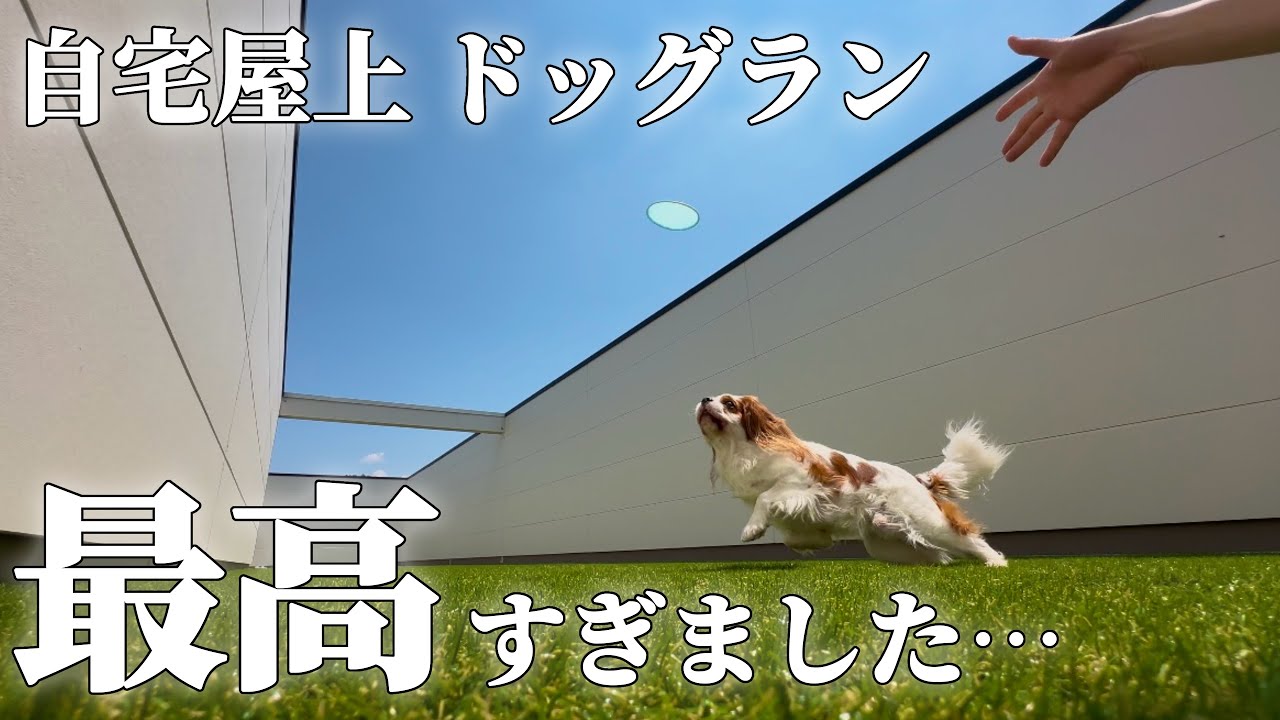 犬見知りキャバリア犬のために作ったドッグランで思う存分遊んでもらいました！