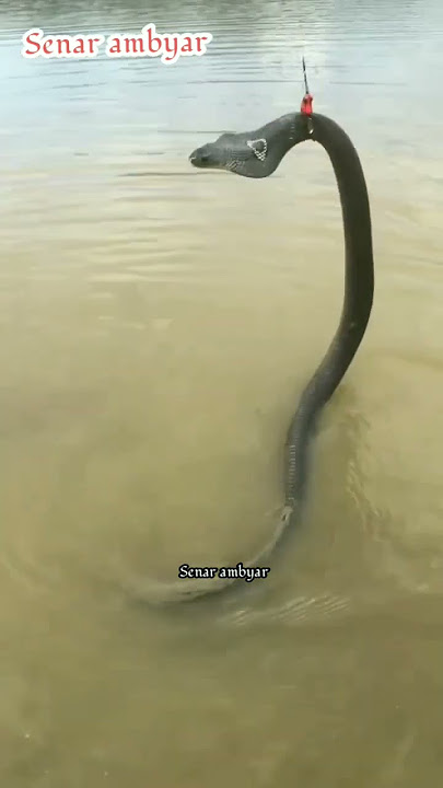Ngeri...🔥 mancing malah dapat ular kobra ‼️