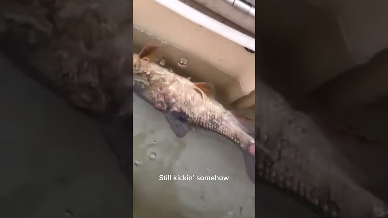 Wow Big Fish Live Casting Fishing 542