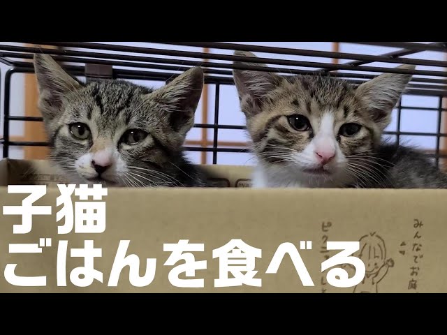 まだ人間が信じられない子猫のケガとごはん