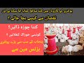 Golden misri bussines in pakistanpoultry farm business planpoultry farm murgibusiness ideas ahsan