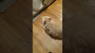 (Bernie 1) meow
(Bernie 1) meow (Bernie 1) meow