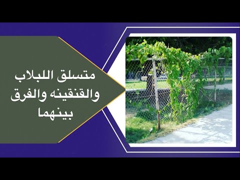 متسلق اللبلاب والقنقينه